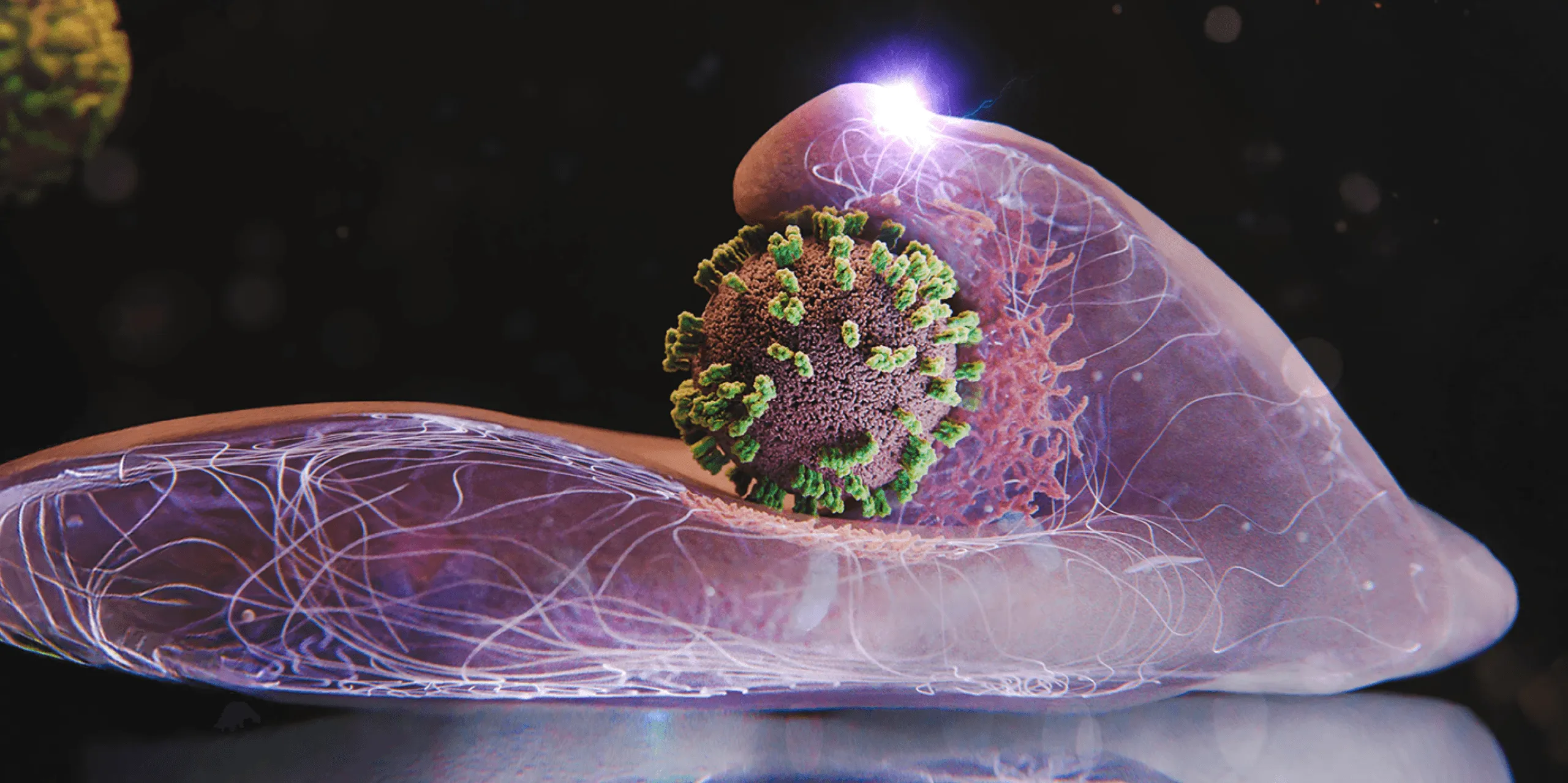 インフルエンザウイルスが細胞に侵入する「死の舞踏」の観察に成功：新開発ViViD-AFMが捉えたナノスケールのリアルタイム映像