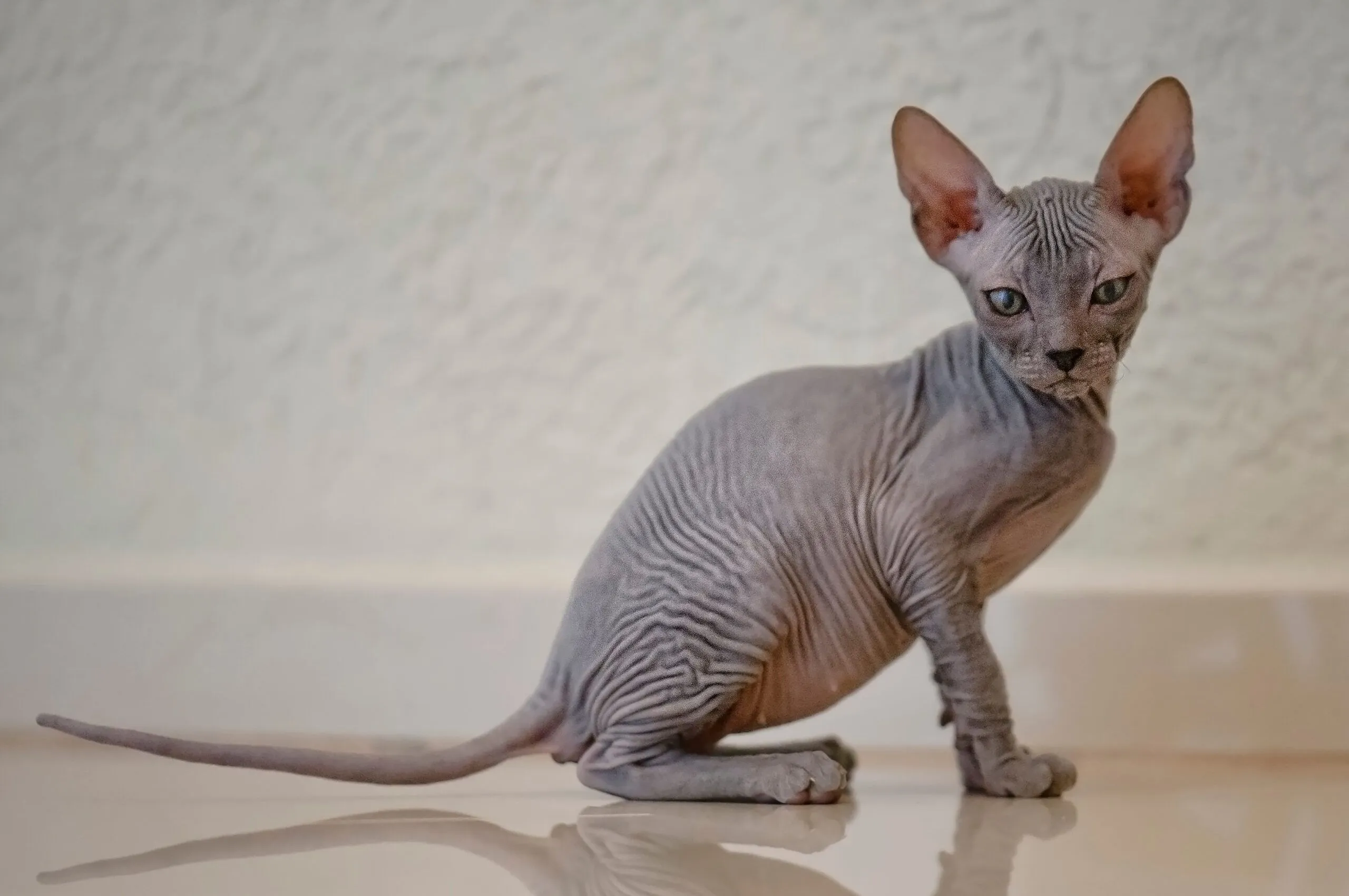 AIの「見方」は人間とは異なる。これが物体やシーンを分類する際に問題が生じさせる可能性がある