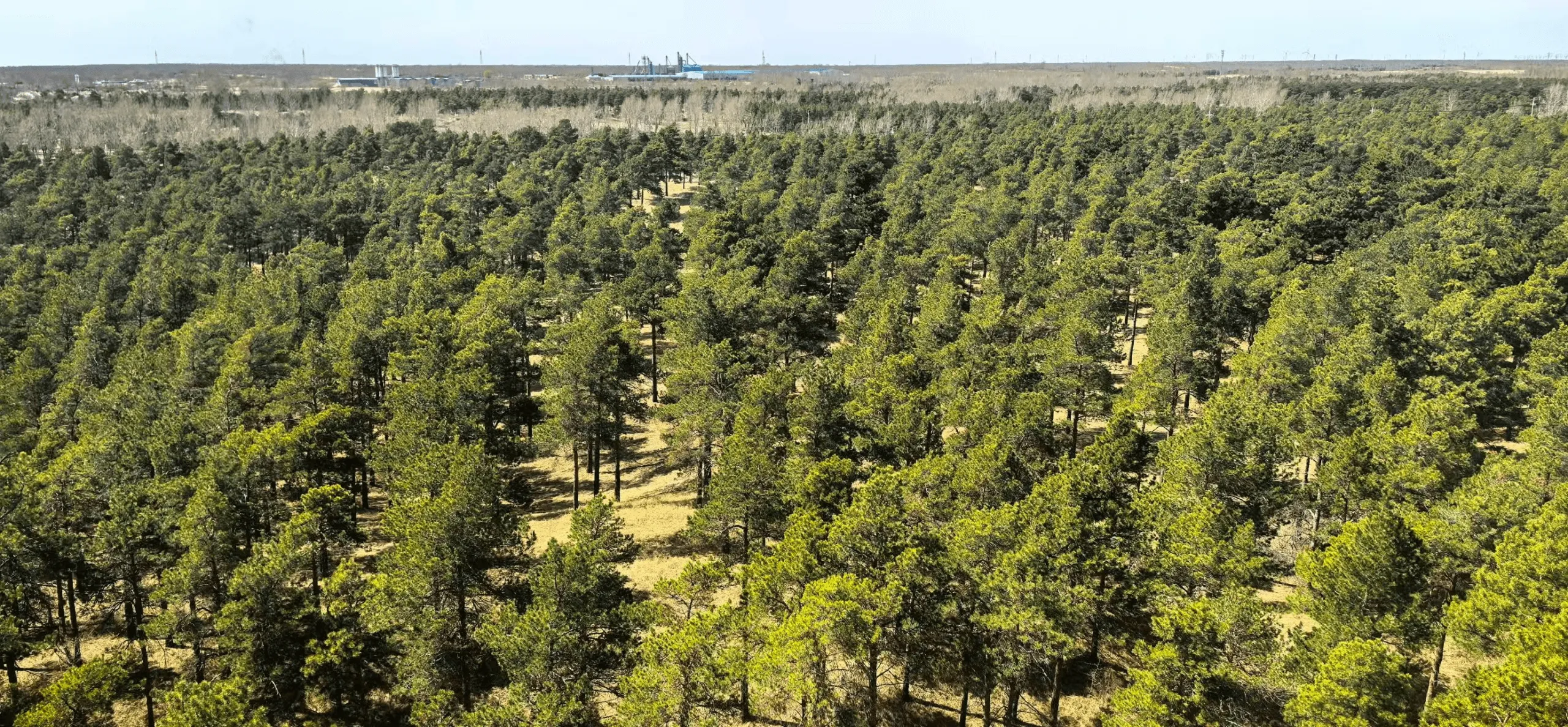 タクラマカン砂漠の「緑の奇跡」：生命の空白地帯から炭素吸収源への変貌と、その科学的実証