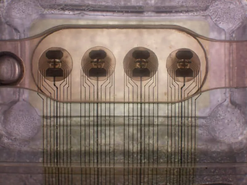 世界初、ヒト脳オルガノイドを使ったバイオプロセッサへのリモートアクセスが提供開始、デジタルチップと比較し100万倍の省電力を実現へ