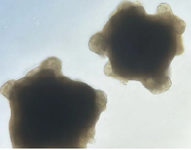 脳オルガノイドを訓練し問題解決を行うことに成功：強化学習と電気刺激が引き出す生体神経回路の未知なる適応能力