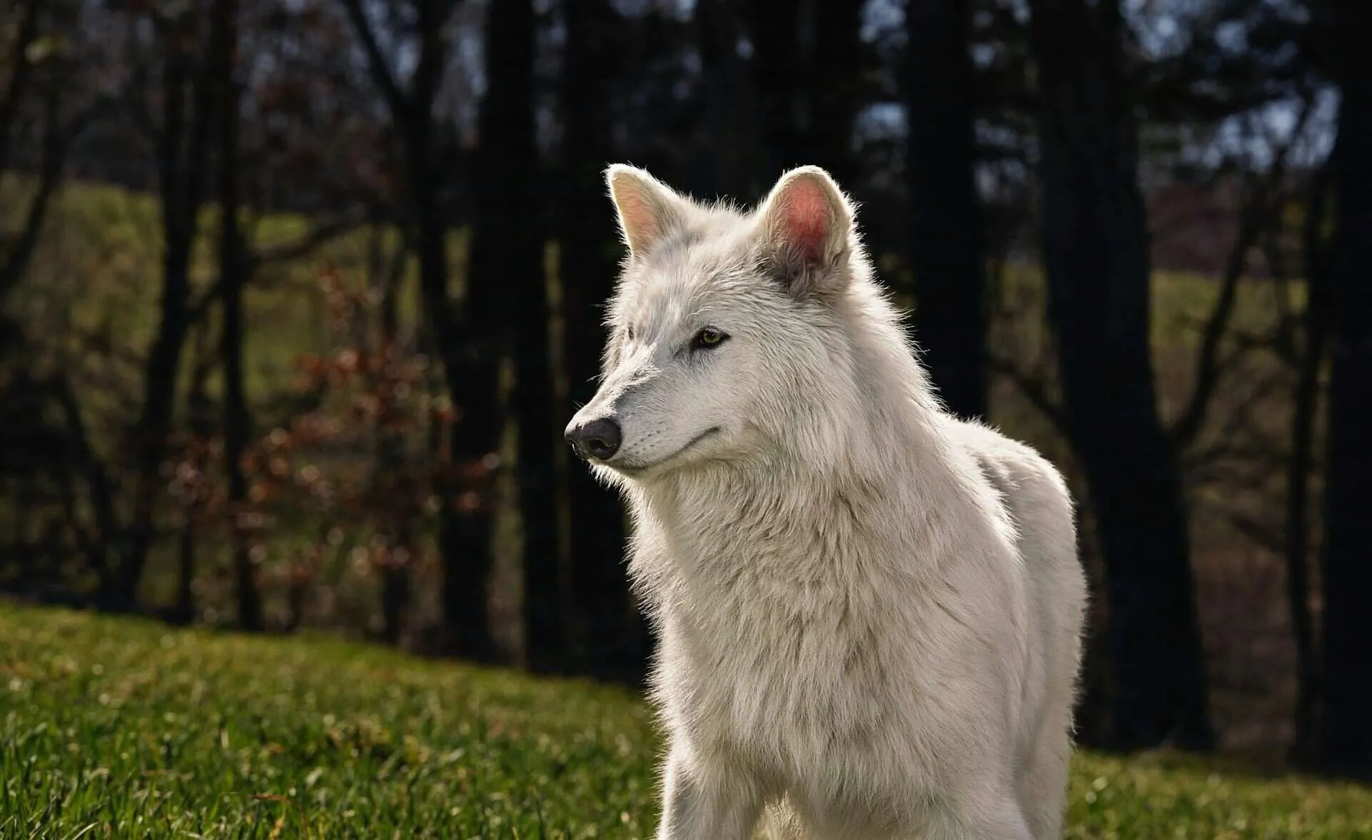 「絶滅したダイアウルフの復活」は絶滅の逆転ではなく、遺伝子工学の印象的な成果である