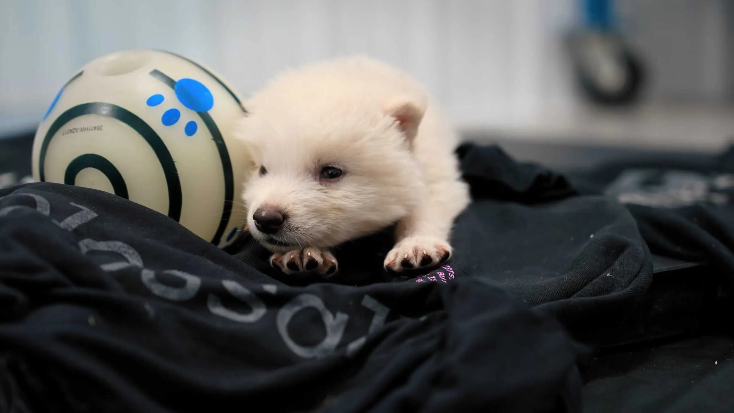 絶滅した巨大狼「ダイアウルフ」の復活に成功？Colossal Biosciencesがクローン作製に成功と発表