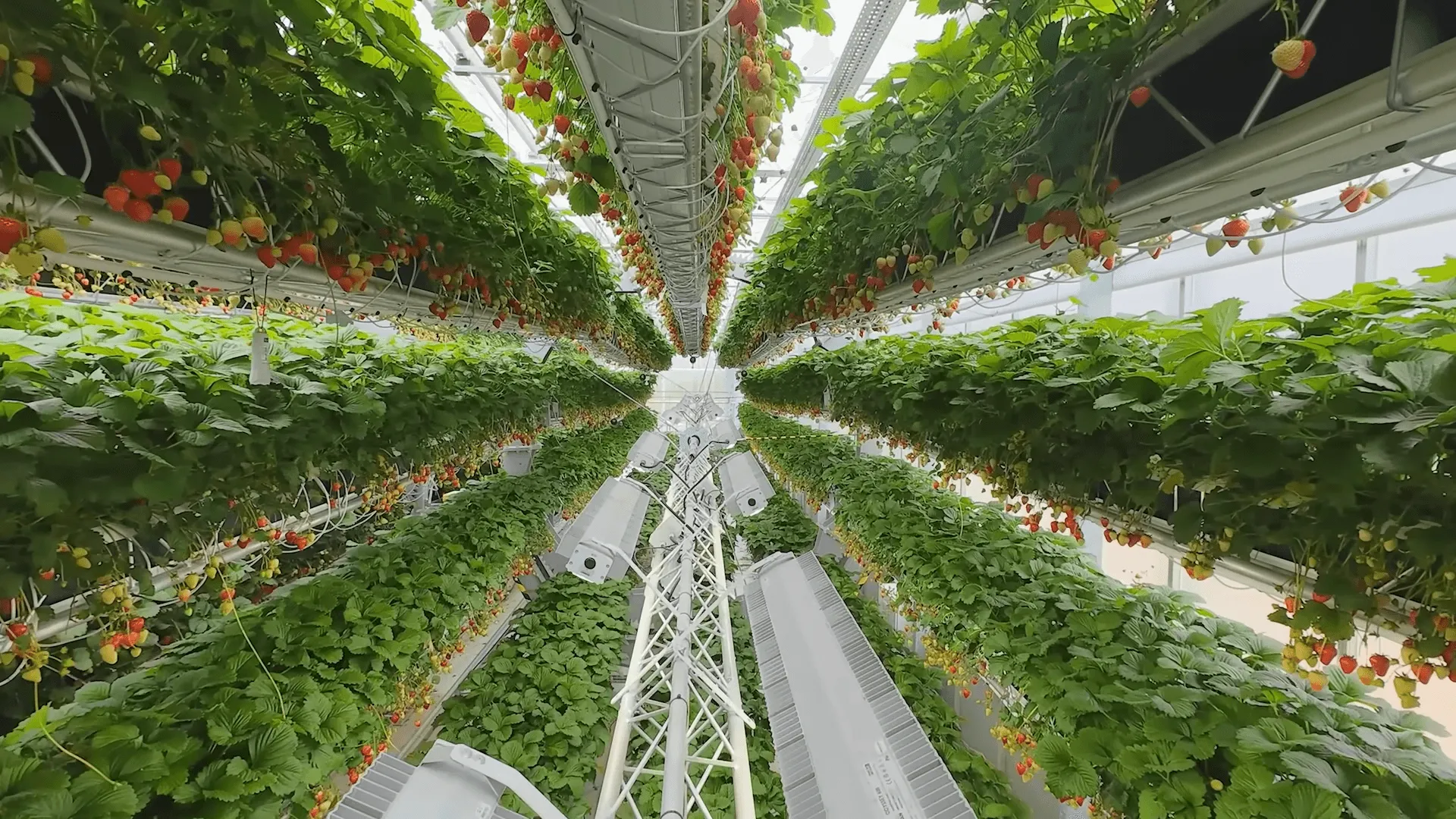 ダイソンが仕掛ける農業革命：「精密製造」のDNAがイチゴ収穫量を250%増大させる未来農業の姿