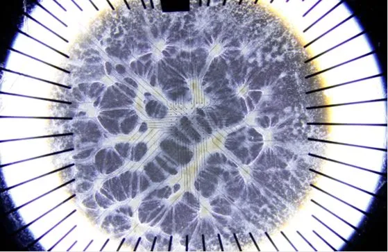 ミニ脳がAIを動かす未来へ。FinalSpark研究所が挑む「ウェットウェア」革命の全貌