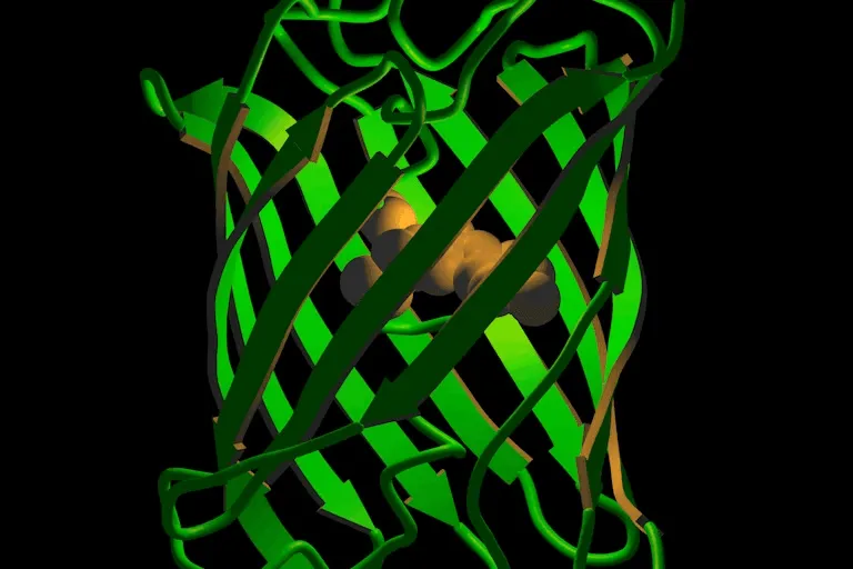 すべてを統べる1つのタンパク質：クラゲを緑色に光らせるタンパク質をモデルに据えることが、生物学の効率化にどう役立つか