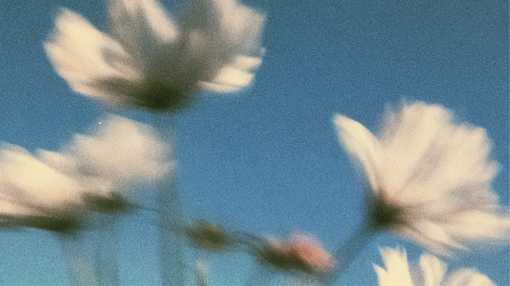 青い背景に白い花びらが写るぼかしのかかった写真