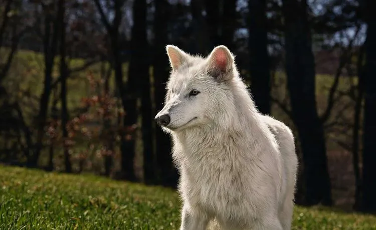 「絶滅したダイアウルフの復活」は絶滅の逆転ではなく、遺伝子工学の印象的な成果である