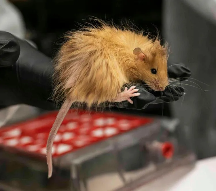 マンモスの特性を持つマウス、氷河期の巨獣復活への道を切り開く可能性