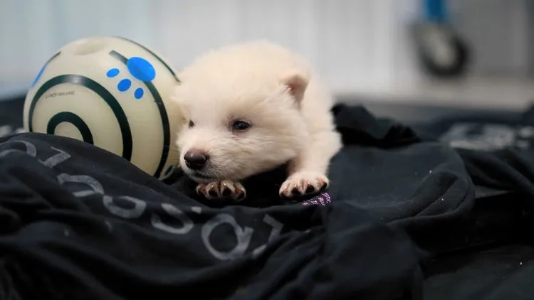 絶滅した巨大狼「ダイアウルフ」の復活に成功？Colossal Biosciencesがクローン作製に成功と発表