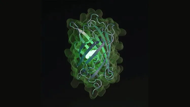 AIが5億年の進化を再現、未知の蛍光タンパク質を創造 ─自然界が選ばなかった道を開拓