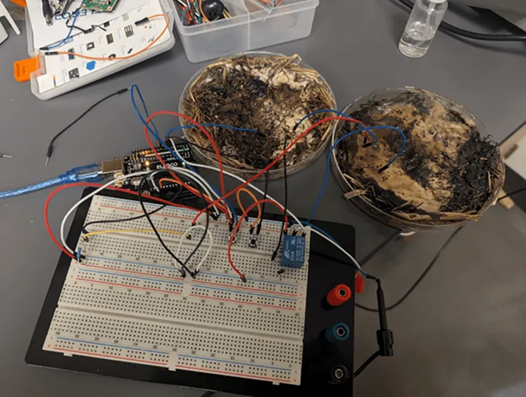 キノコでコンピュータを作る?AI時代の電力危機を救う「菌類メモリ」の衝撃
