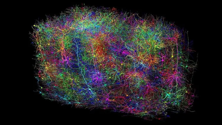 マウスの脳を驚異の精密さでマッピング &#8211; 史上最大の哺乳類脳コネクトーム完成