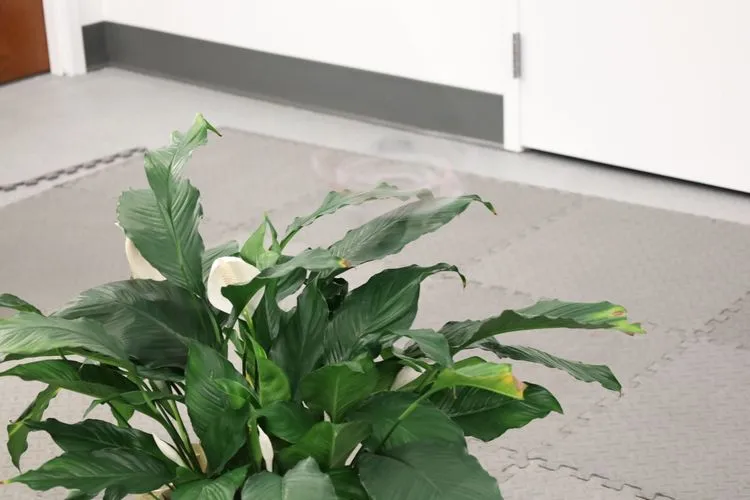 白い花を咲かせた観葉植物