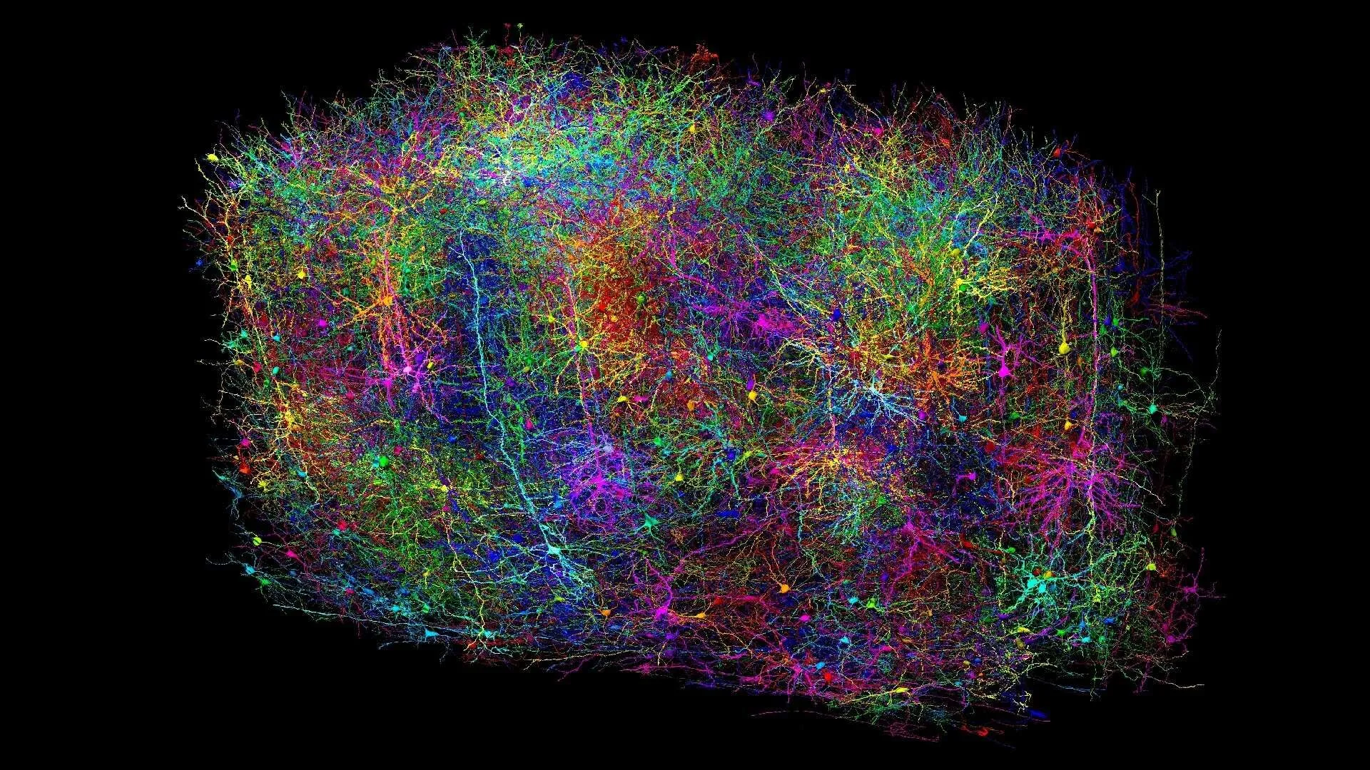マウスの脳を驚異の精密さでマッピング &#8211; 史上最大の哺乳類脳コネクトーム完成
