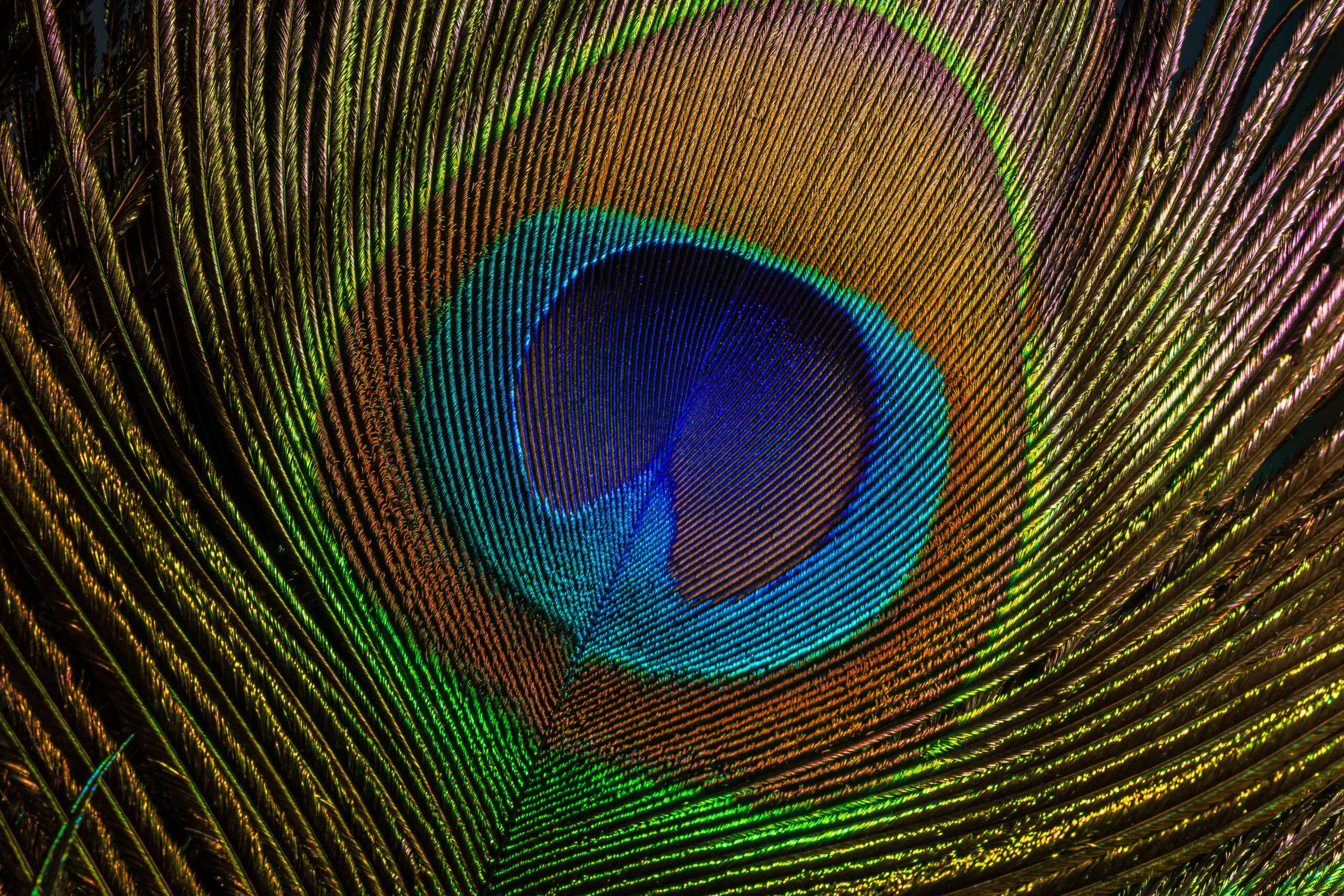 孔雀の羽はレーザービームを放射できることが判明