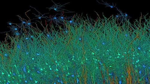 ハーバード大学とGoogleの共同研究で明らかになった人間の脳の驚くべき神経接続画像