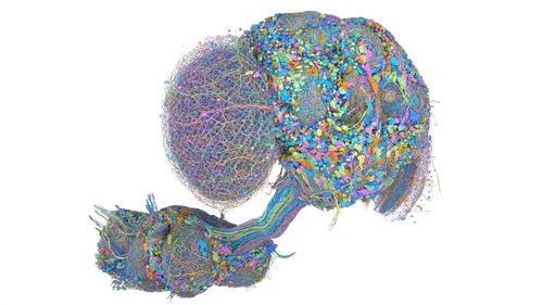 オスショウジョウバエの中枢神経系をマップ化、16万超のニューロンをつなぐ脳地図が完成