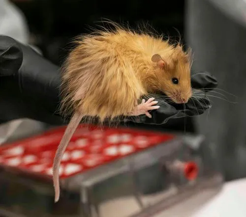 マンモスの特性を持つマウス、氷河期の巨獣復活への道を切り開く可能性
