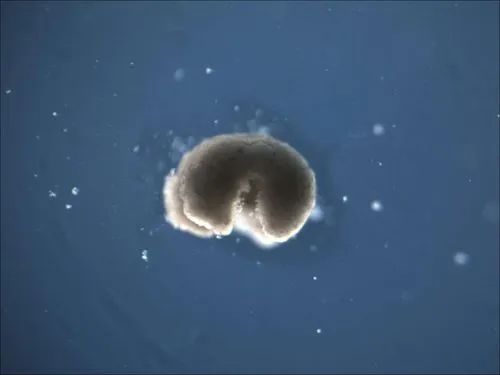 一部の細胞は、生と死の境界を超えた“第3の状態”に入ることができる