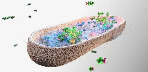 あなたの体から「永遠の化学物質」が消える？腸内細菌にPFAS除去の可能性、ケンブリッジ大が画期的発見