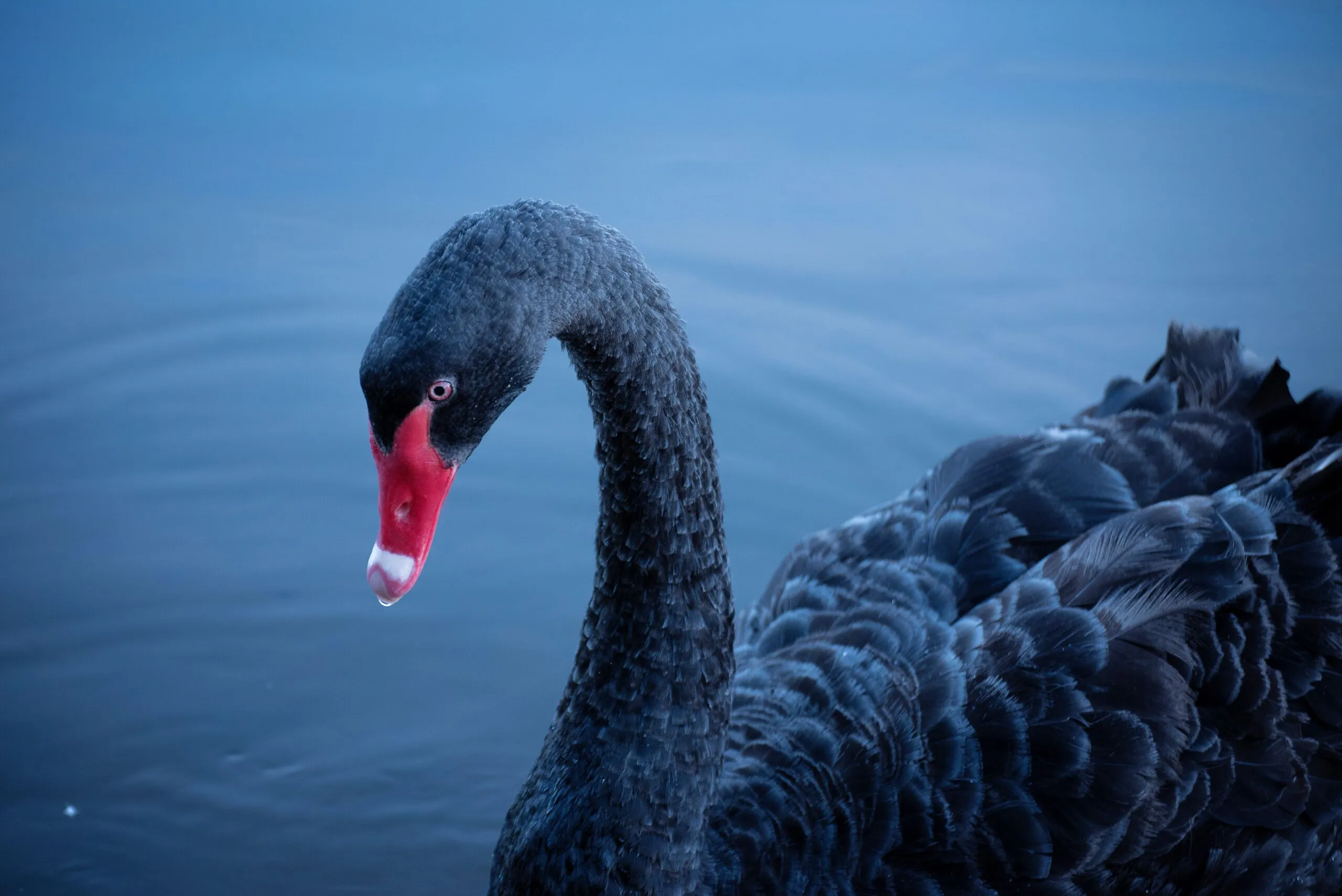 「グレースワン」イベントがAI革命を崩壊させる可能性はあるか?準備すべき3つのリスク