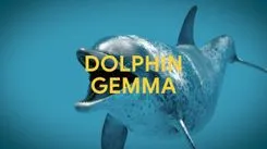 Google、イルカと「会話」するAI「DolphinGemma」開発 &#8211; 40年の研究データとPixelスマホで種間コミュニケーションに挑む