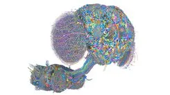 オスショウジョウバエの中枢神経系をマップ化、16万超のニューロンをつなぐ脳地図が完成