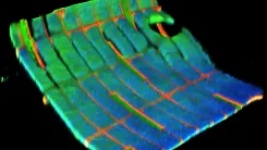 ヒト心筋細胞の拍動から発電、超薄型メッシュが従来比10倍超の出力密度を達成