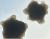 脳オルガノイドを訓練し問題解決を行うことに成功：強化学習と電気刺激が引き出す生体神経回路の未知なる適応能力