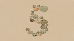 鳥の卵でできた数字の5