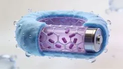 デンプン由来の「分子カゴ」が亜鉛ヨウ素電池の寿命を6万回に引き延ばした