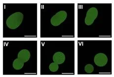緑色の球体が分裂する様子